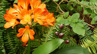 故乡布什南非黑人莉莉花加州美国君子兰miniata<strong>橙色</strong>艳丽的异国情调的激烈的充满活力的植物布鲁姆热带丛林热带雨林<strong>大气</strong>自然花园生动的<strong>新</strong>鲜的多汁的绿色植物