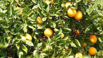 柑橘类橙色<strong>水果</strong>树加州美国春天花园美国当地的农业农场种植园<strong>家园</strong>园艺多汁的新鲜的叶子异国情调的热带收获分支春天太阳