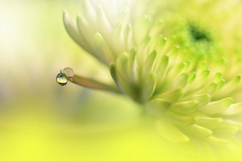 美丽的自然背景花艺术设计摘要宏摄影黛西花柔和的菊花花黄色的背景