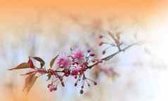 美丽的自然背景花艺术设计摘要宏摄影色彩斑斓的花春天花樱花樱桃开花树