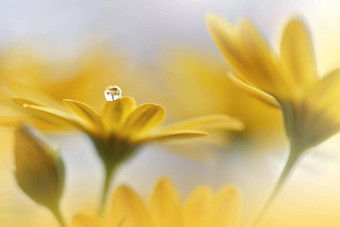 美丽的自然背景花艺术设计摘要宏摄影黛西花柔和的花黄色的背景