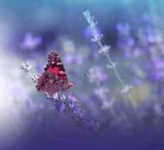 美丽的紫罗兰色的自然背景花艺术设计宏摄影蝴蝶夏天花背景薰衣草场