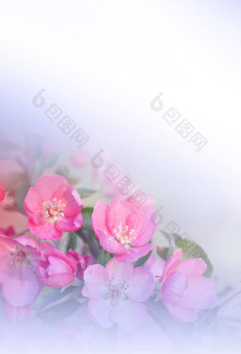 美丽的自然背景花艺术设计摘要宏摄影色彩斑斓的花盛开的春天花开花树