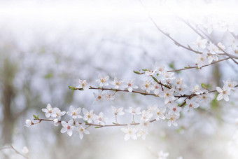 美丽的白色自然背景花艺术设计摘要宏摄影色彩斑斓的花盛开的春天花开花树