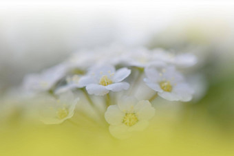 美丽的白色自然背景花艺术设计摘要宏摄影色彩斑斓的花盛开的春天花开花树