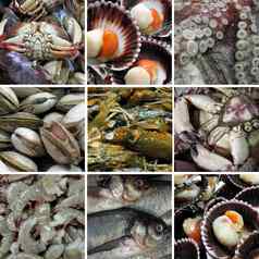 海食物海动物集合