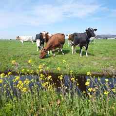 发现了牛黄色的春天花草地utrecht干酪荷兰