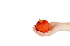 手持有红色的黄色的苹果断路孤立的白色背景多汁的健康的水果美味的自然维生素抗氧化剂营养吃健康饮食食物