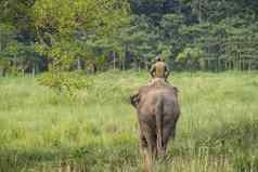 mahout大象骑手骑女大象