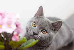 猫首页花能文章动物首页花伤害首页花猫灰色英国猫