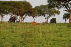 乌干达羚羊大象日出女王伊丽莎白乌干达
