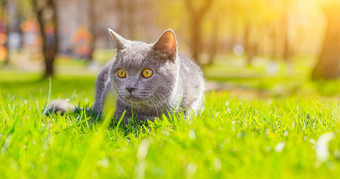 灰色的猫谎言草坪上宠物走宠物害怕街文章走猫文章恐惧街宠物英国品种猫走动物冠状病毒走新鲜的空气