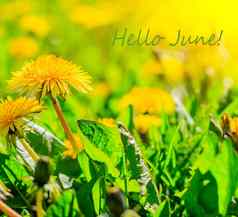 6月花横幅6月季节夏天蒲公英黄色的夏天花蒲公英花的地方文本明亮的黄色的花绿色草
