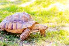 大乌龟爬草慢动物动物野生乌龟草动物壳牌自然文章海龟护理
