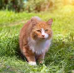 红色的猫绿色草宠物普通的猫猫走走宠物恐惧眼睛动物照片印刷产品