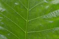 关闭下降雨滴水绿色血管植物叶夏天季风雨滴绿色树叶子美丽的多雨的季节摘要纹理模式自然背景股票照片