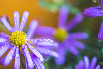 紫色的花雨壁纸宏水滴紫色的开花