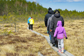 集团年轻的人走遮泥板书自然探索朋友徒步旅行书沼泽小道木板路爱沙尼亚