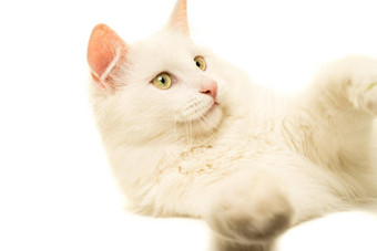 白色<strong>土耳其</strong>安哥拉山羊毛猫肖像孤立的白色背景