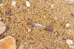 白色灰色自然羽毛海鸥沙子鹅卵石背景海滩沙子纹理背景单羽毛