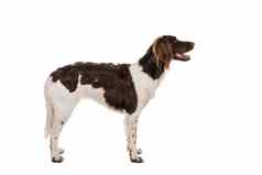 肖像一年女小狗的狗兰德起动一边方法孤立的白色背景