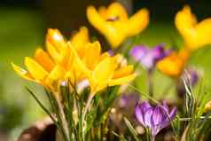 充满活力的黄色的紫色的春天crocusses早期早....阳光