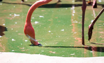 粉红色的加勒比火烈鸟phoenicopterus红色的红色的水粉红色的火烈鸟沼泽