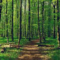 树森林自然背景放松娱乐自然春天新鲜的绿色