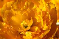 黄色的郁金香特写镜头美丽的花宏拍摄