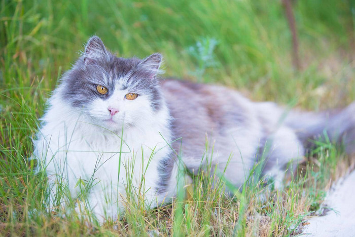 毛茸茸的猫黄色的眼睛绿色草