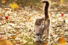 有趣的小猫毛茸茸的尾巴秋天背景