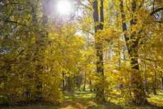 秋天森林黄色的叶子下降叶子