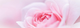 软焦点摘要花背景粉红色的白色玫瑰花宏花背景假期品牌设计