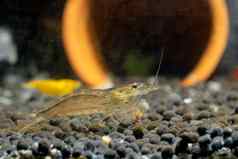 日本人的虾吃食物保持水生土壤黄色的虾诗歌装饰背景
