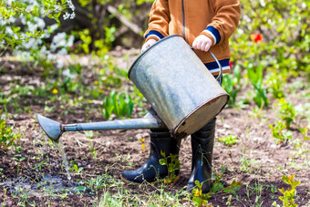 可爱的蹒跚学步的男孩他橡胶靴子<strong>浇水</strong>植物<strong>浇水</strong>花园迷人的孩子帮助父母成长蔬菜