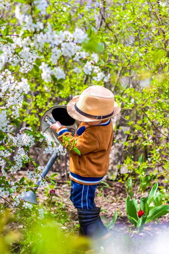 可爱的蹒跚学步的男孩他橡胶靴子浇水植物浇水花园迷人的孩子帮助父母成长蔬菜