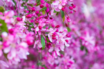 苹果树布鲁姆粉红色的明亮的花春天开花苹果果园<strong>花背景</strong>演讲<strong>海报</strong>横幅问候卡片