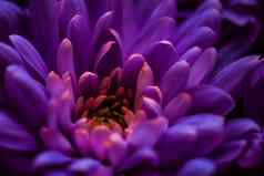 紫色的黛西花花瓣布鲁姆摘要花开花艺术背景花春天自然香水气味婚礼奢侈品美品牌假期设计