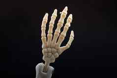 人类骨架手解剖学模型医疗诊所概念