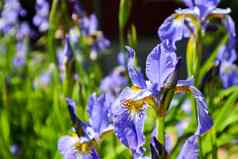 盛开的紫罗兰色的虹膜花花园园艺概念花背景