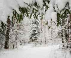 快乐圣诞节快乐一年问候背景冬天景观雪森林