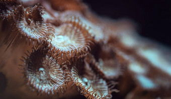 水下照片橙色花珊瑚发射光灯泡摘要海洋背景浅深度场照片触角焦点