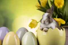 兔子兔子复活节鸡蛋
