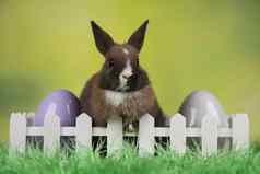 婴儿兔子蛋复活节背景