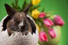 复活节动物婴儿兔子