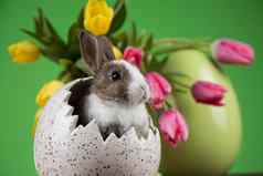 复活节动物婴儿兔子