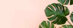 美丽的热带棕榈monstera叶子分支孤立的明亮的粉红色的背景前视图平躺开销夏天美空白设计概念