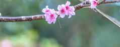 美丽的樱桃花朵樱花树布鲁姆春天公园复制空间关闭