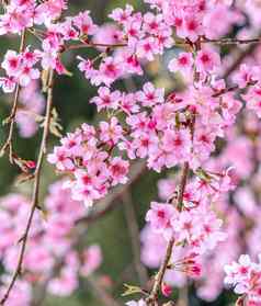 美丽的樱桃花朵樱花树布鲁姆春天公园复制空间关闭