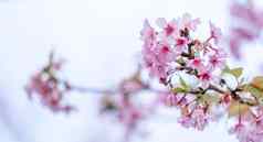 美丽的樱桃花朵樱花树布鲁姆春天孤立的白色背景复制空间关闭